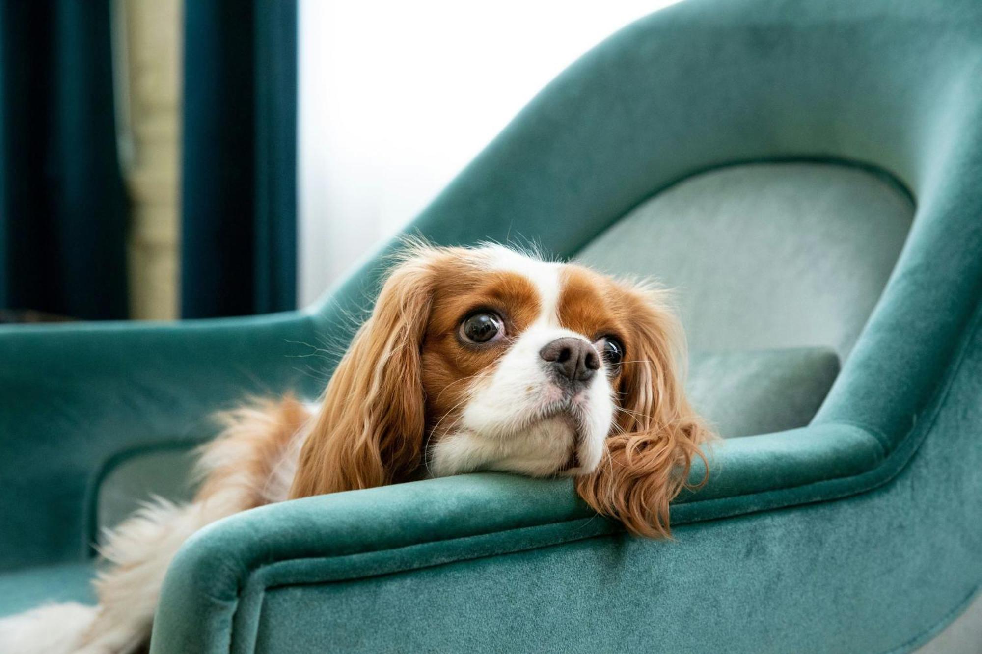 Hotel Sapphire House Antwerp, Autograph Collection By Marriott Exteriér fotografie Cavalier King Charles Spaniel